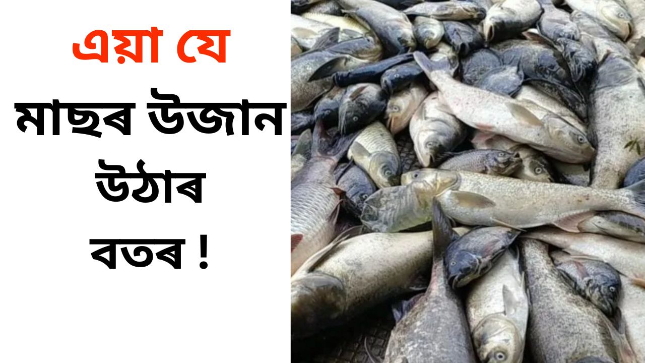 মিঞা মাছক লৈ উত্তাল অসম